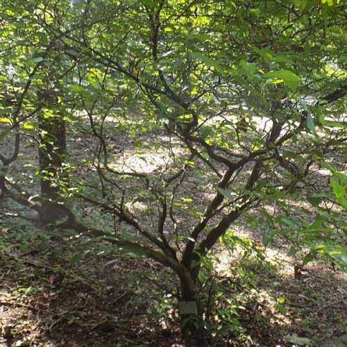 ZME Science T. Iboga plant