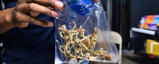 Another US City Just Voted to Decriminalize The Use of 'Magic Mushrooms'