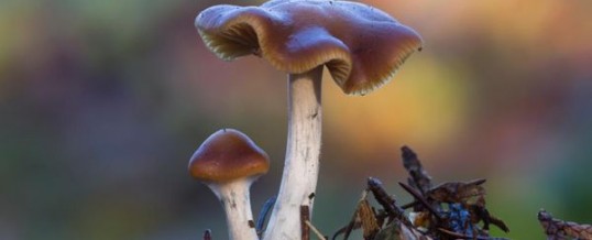 Denver Voters Approve Measure To Decriminalize Psychedelic Mushrooms