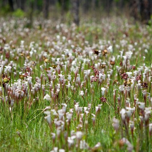 Global Outdoor Plants Market Gold Palm Traders, Iboga Roots Production, Wallen Agriculture ...