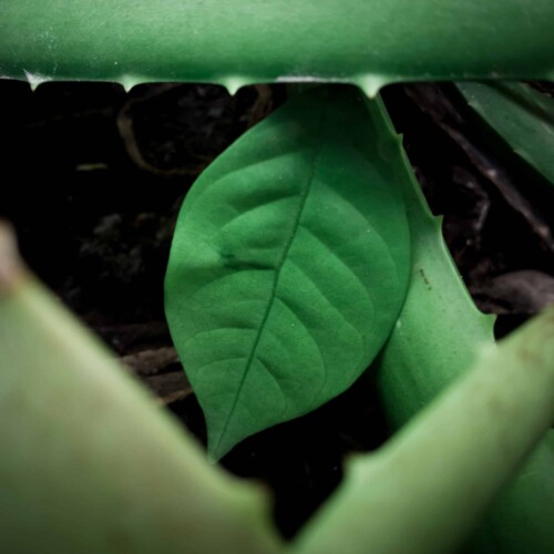 Ibogaine could transform public spending on opioid treatment - Reason Foundation