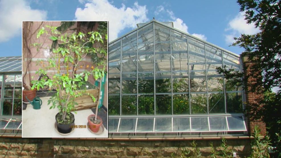 Miami University faculty members could lose jobs over psychedelic plant in conservatory