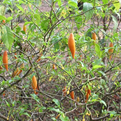 Mississippi Lawmaker Looks To Clear The Haze On Ibogaine - The Daily Mississippian