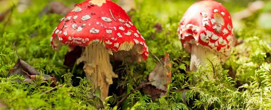 Oakland is the second US city to decriminalize magic mushrooms – News