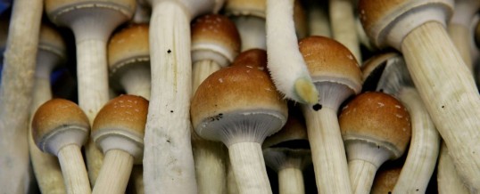 Oakland, like Denver, may decriminalize 'magic' mushrooms