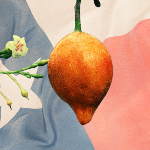 Partners Announced for Texas Ibogaine Research Consortium Funding - Lucid News