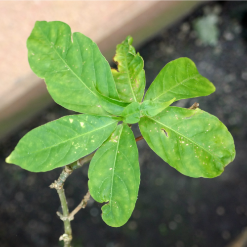 Professors Could Lose Jobs for Housing Rare, Psychedelic Plant