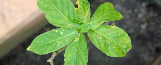 Professors Could Lose Jobs for Housing Rare, Psychedelic Plant