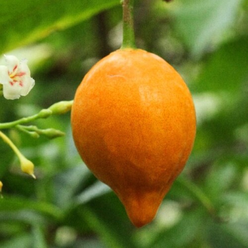 The overlooked psychedelic that may help treat traumatic brain injury - Big Think